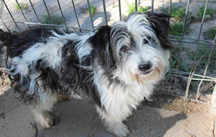 polenhund ruede2 tierschutzliga dorf