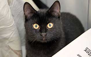 Gangster SK642 19 gluecklich vermittelt