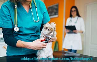 aerztin kaninchen behandlung