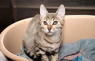 flower SK448 19 gluecklich vermittelt