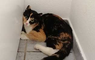 fundkatze bein gebrochen bueckeburg aengstlich