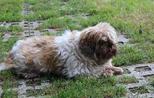 huendin esmeralda gluecklich vermittelt