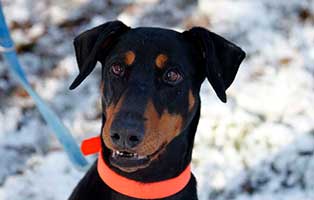 huendin lara verstorben portrait