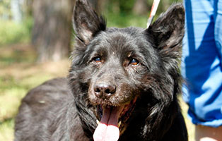 hund charly verstorben laechelt