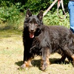 hund charly verstorben leine