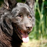 hund charly verstorben schaut