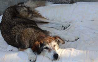 hund kira verstorben