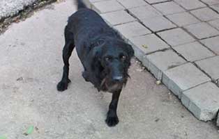 hund trojka becescsaba bein-amputation