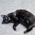 katze leni verstorben liegt