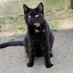 katze leni verstorben sitzt