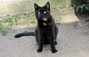 katze leni verstorben sitzt