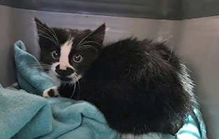 katzenbaby schwanz amputieren