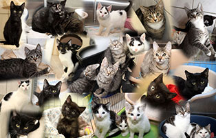 34 katzenkinder gluecklich vermittelt