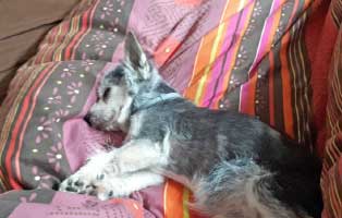 bericht hunde alt unterheinsdorf tobi schlaeft