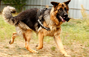 hund felix gluecklich vermittelt