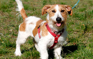 hund guenther gluecklich vermittelt