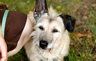 hund lucy gluecklich vermittelt
