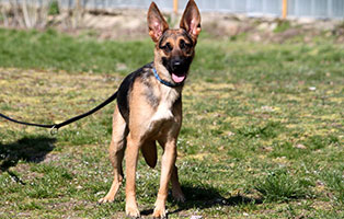 hund sina gluecklich vermittelt