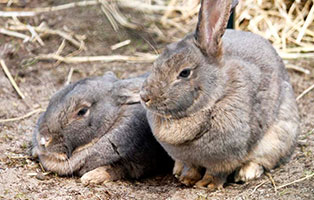 kaninchen dieter annett gluecklich-vermittelt