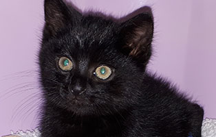 kater mango beinbruch operation