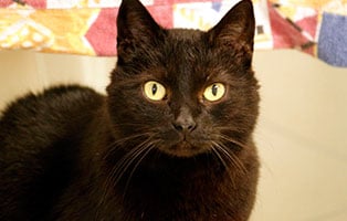 katze cassandra gluecklich vermittelt