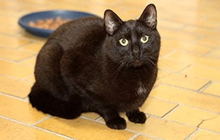 katze eckard gluecklich vermittelt