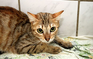 katze fantagiro gluecklich vermittelt