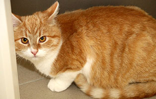 katze gepetto gluecklich vermittelt