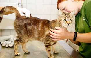 katze grobi gluecklich vermittelt