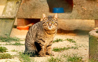 katze otto gluecklich vermittelt