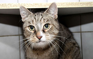 katze tolkien gluecklich vermittelt