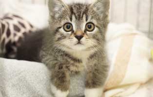 kittenschwemme katzenbaby