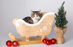 tierische weihnacht thueringen katze schlitten