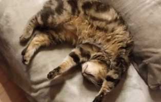 burli tierische geschichten schlaeft