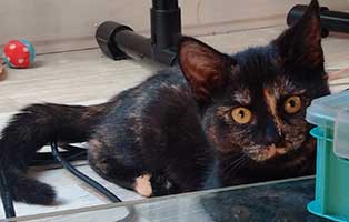 feli tierische geschichten spielt