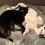 franzoesische bulldogge penny kuschelt