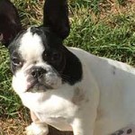 franzoesische bulldogge penny portrait