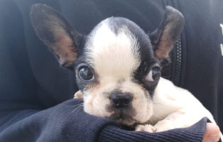 franzoesische bulldogge penny portrait
