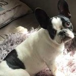 franzoesische bulldogge penny schaut