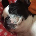 franzoesische bulldogge penny schlaeft