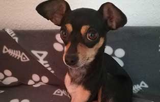 henrytierische geschichten portrait