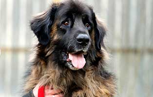 hund baldo gluecklich vermittelt