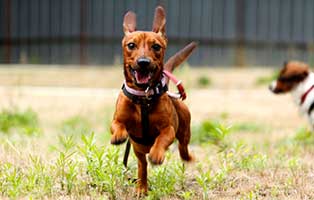 hund bansko gluecklich vermittelt