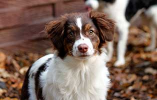 hund jody gluecklich vermittelt