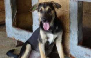 hund weiblich lidia smeura aufnahmepatenschaft