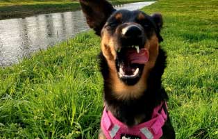 janka tierische geschichten lacht