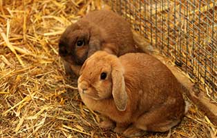 kaninchen erni elli gluecklich vermittelt