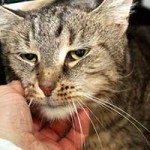 kater bacon verstorben gekrault