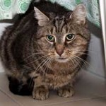 kater bacon verstorben portrait