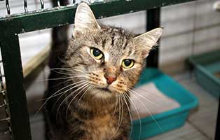 kater bacon verstorben schaut